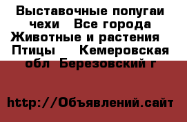 Выставочные попугаи чехи - Все города Животные и растения » Птицы   . Кемеровская обл.,Березовский г.